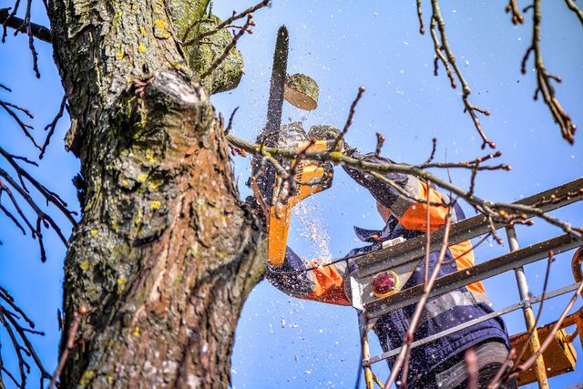 Tree removal using our bucket truck in Roseville. Stump grinding help with a full removal